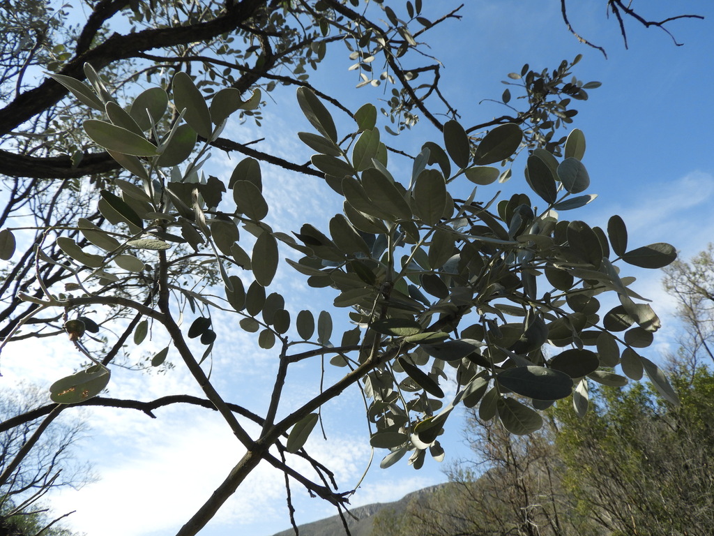 Calia secundiflora (Texas mountain laurel), non-native California shrub / tree