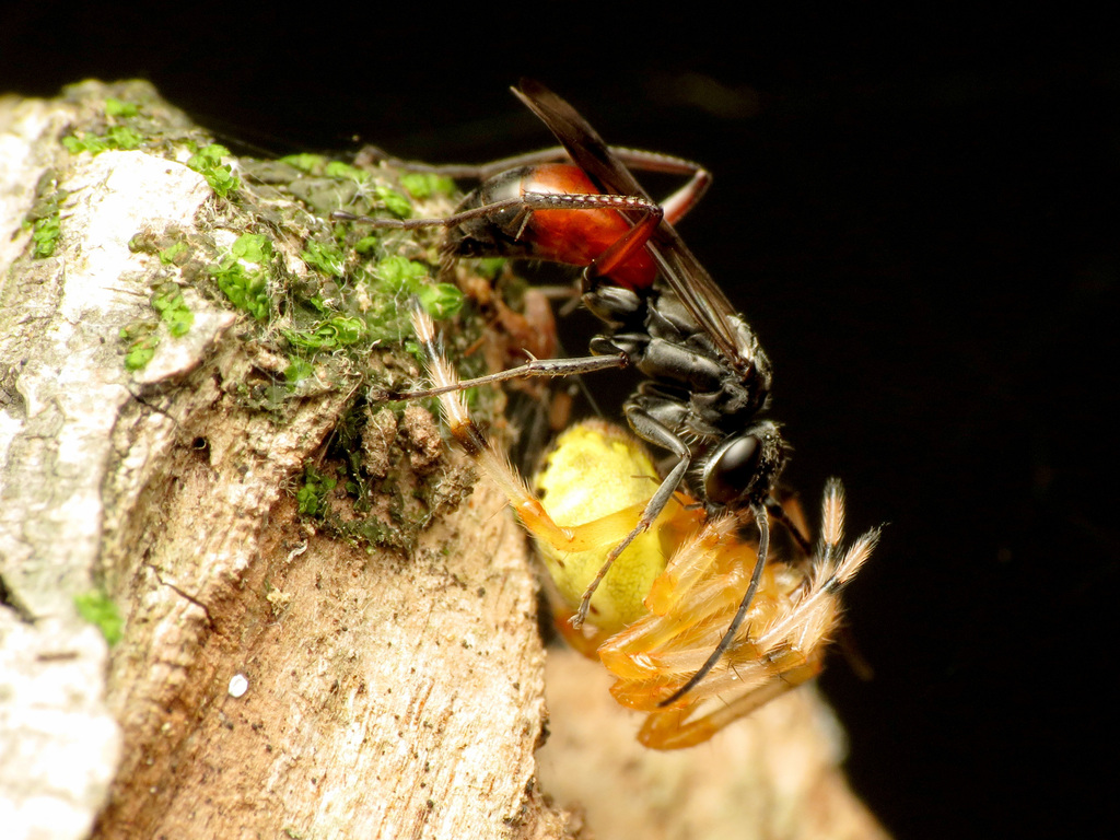 Caliadurgus fasciatellus (Blotchwing Spider Wasp), California species
