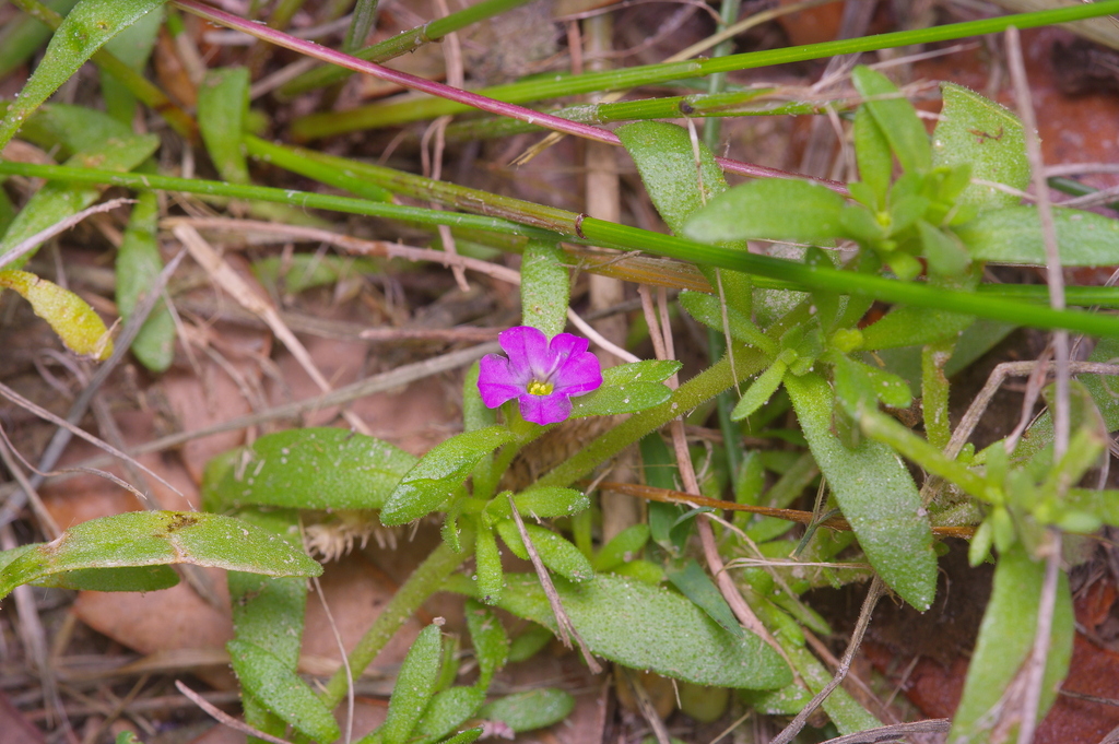 Calibrachoa parviflora (Wild petunia), native California herb
