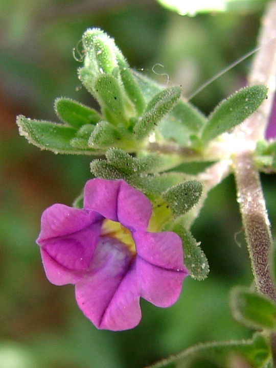 Calibrachoa sp., California annual