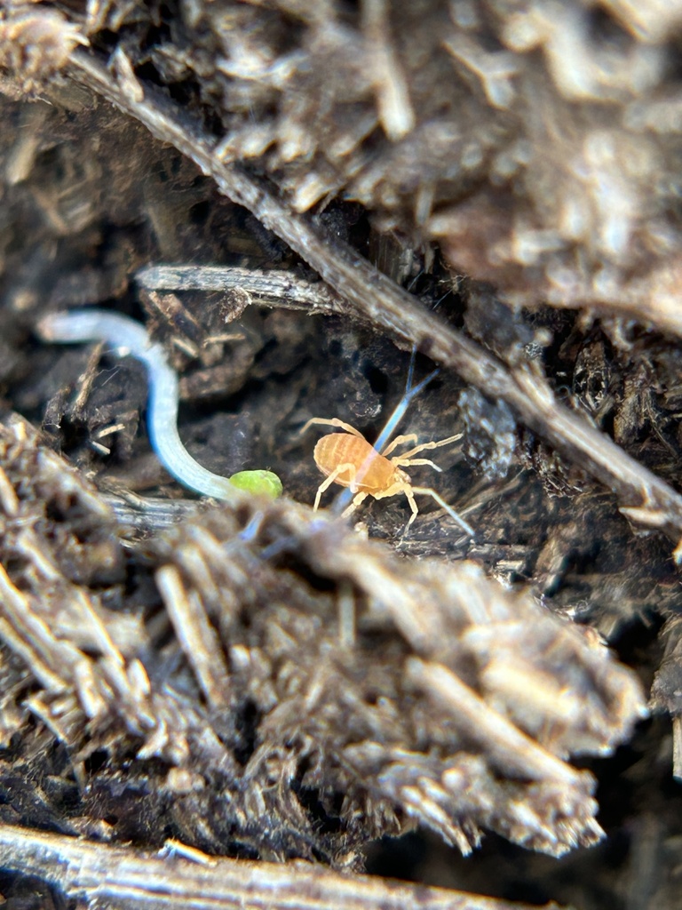 Calicina dimorphica (Watts Valley Harvestman), California species