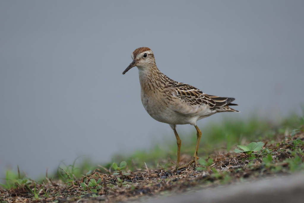 Calidris acuminata (Sharp-tailed Sandpiper), California species