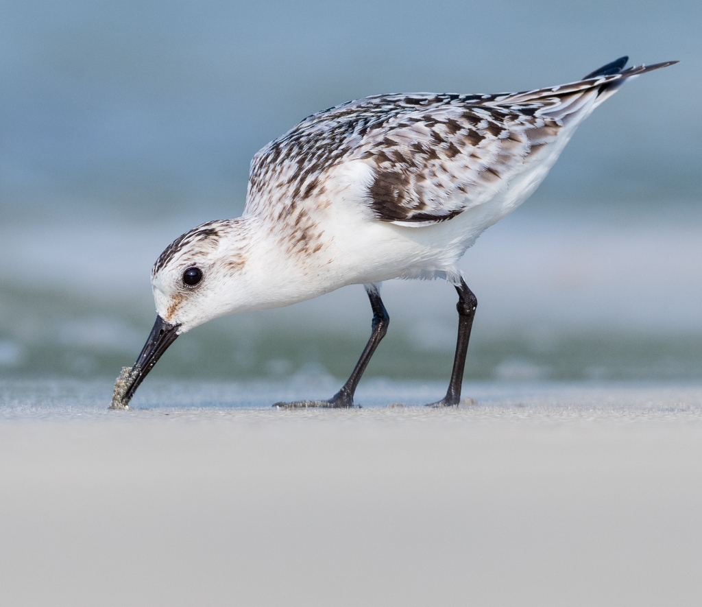 Calidris canutus roselaari (Red Knot), California species