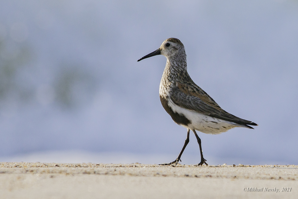 Calidris alpina (Dunlin), California species