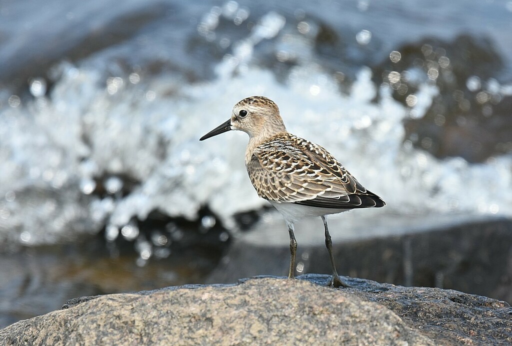 Calidris bairdii (Baird's Sandpiper), California species