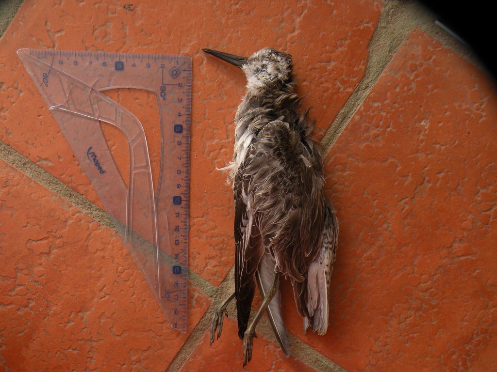 Calidris canutus rufa (Rufa red knot), California species