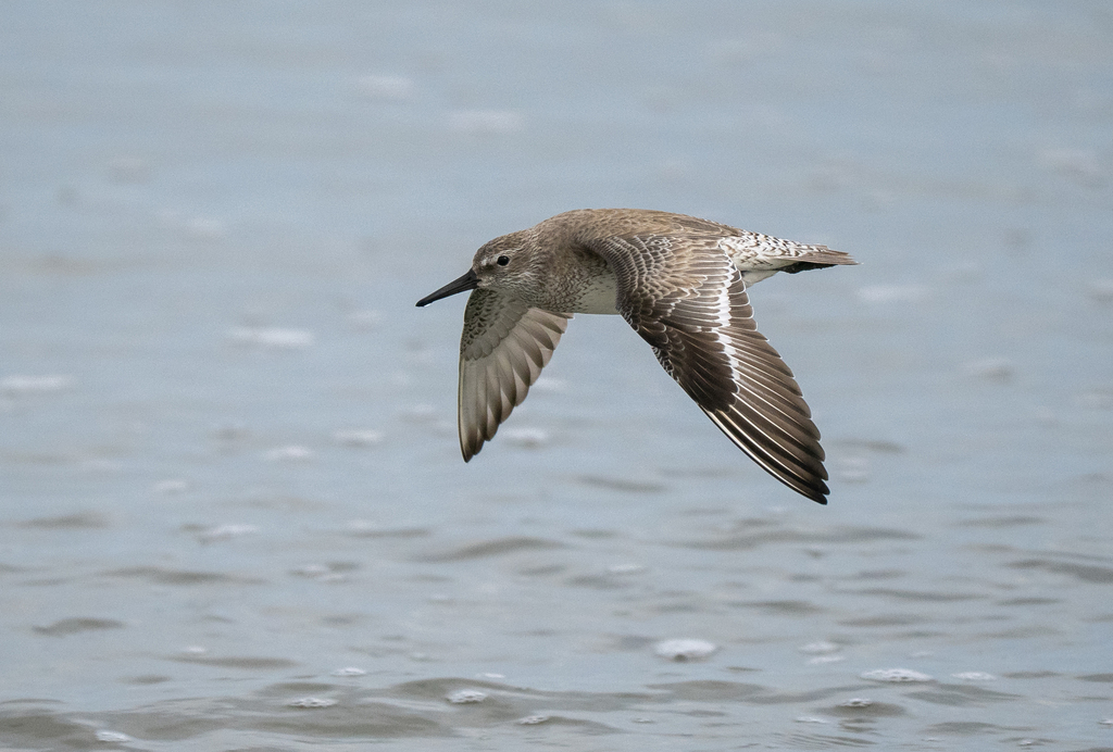 Calidris canutus (Red Knot), California species