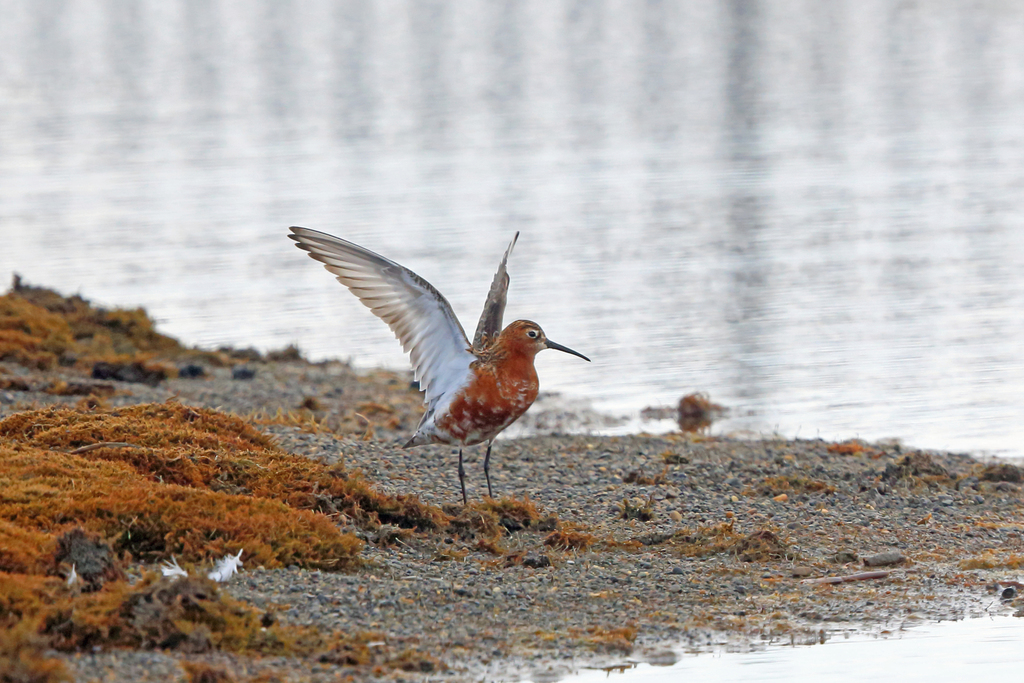 Calidris ferruginea (Curlew Sandpiper), California species