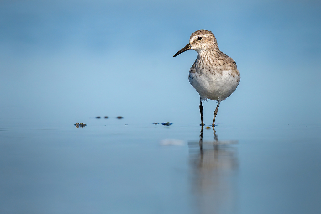 Calidris fuscicollis (White-rumped Sandpiper), California species