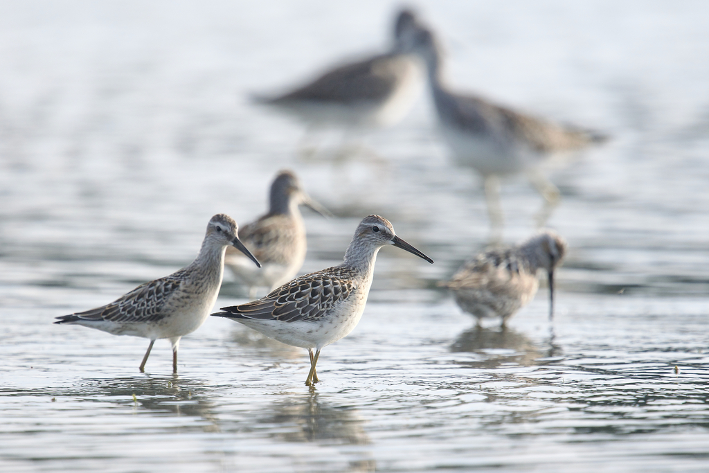 Calidris himantopus (Stilt Sandpiper), California species