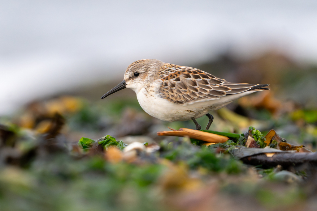 Calidris mauri (Western Sandpiper), California species