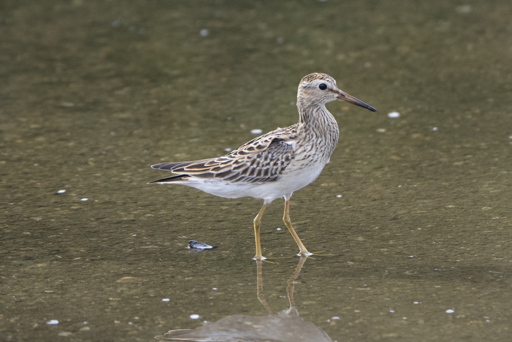 Calidris melanotos (Pectoral Sandpiper), California species