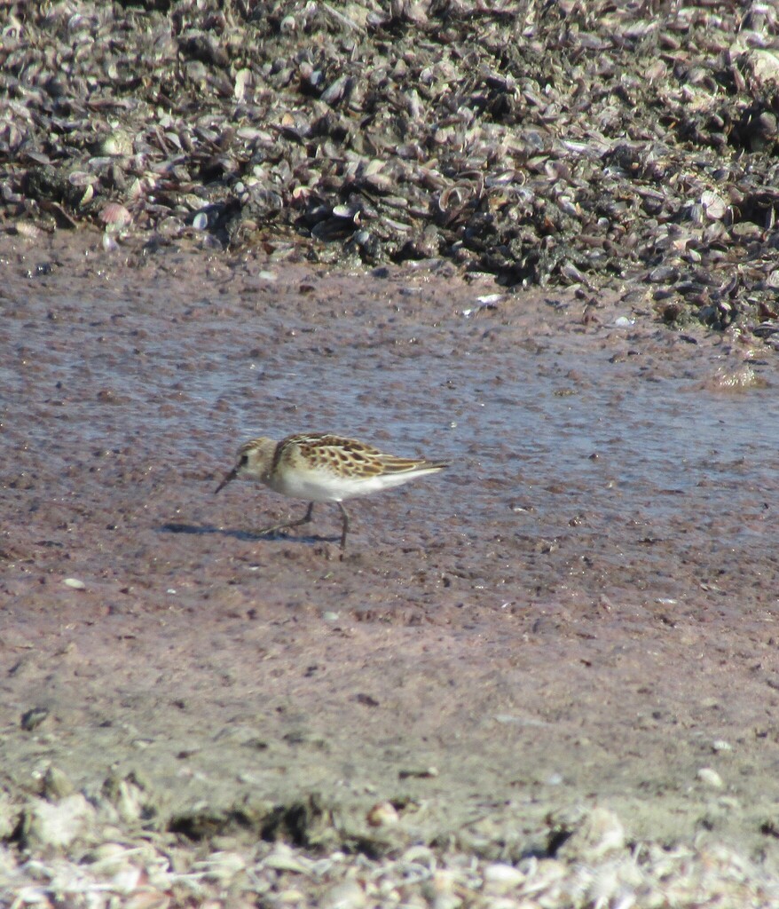 Calidris minuta (Little Stint), California species