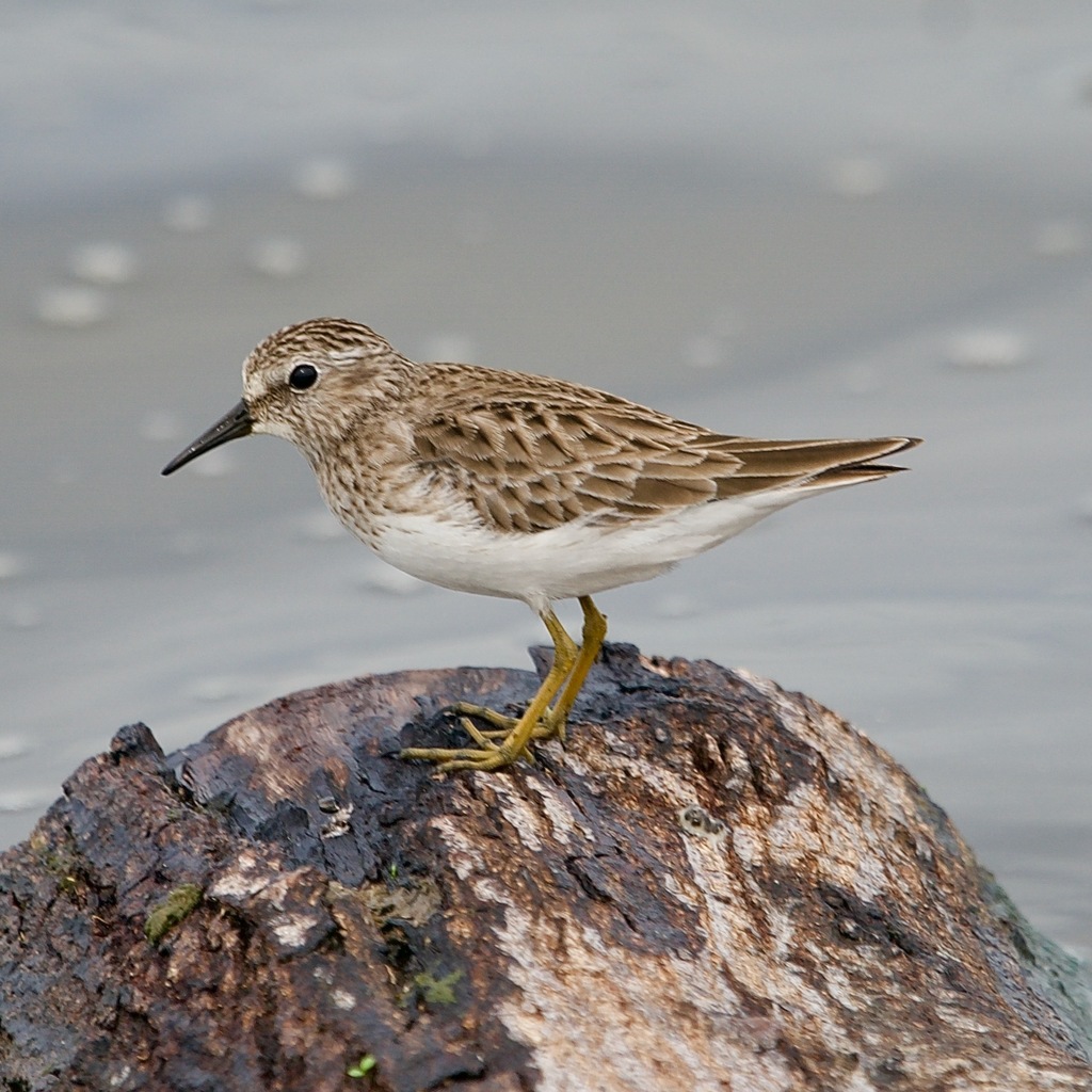 Calidris minutilla (Least Sandpiper), California species