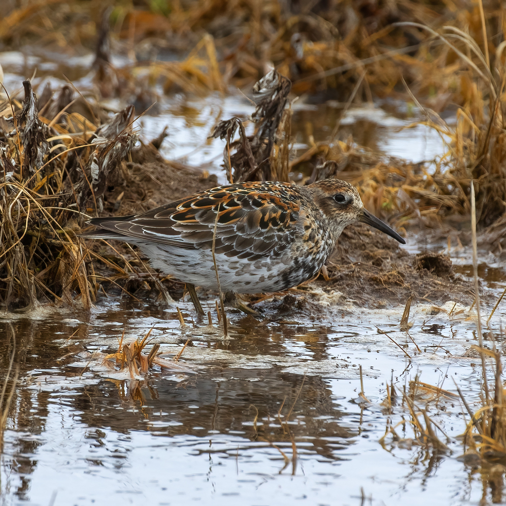 Calidris ptilocnemis (Rock Sandpiper), California species