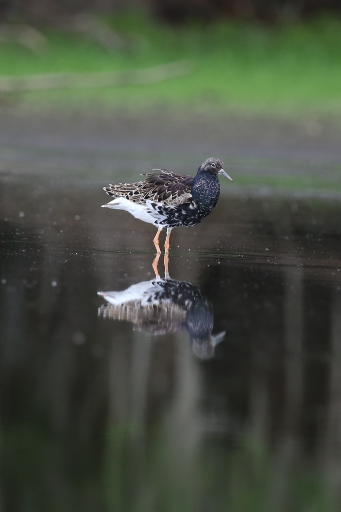 Calidris pugnax (Ruff), California species