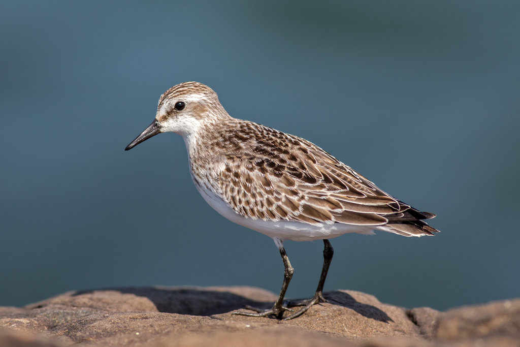 Calidris pusilla (Semipalmated Sandpiper), California species