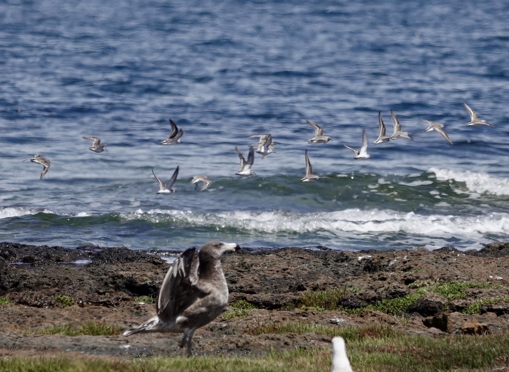 Calidris ruficollis (Red-necked Stint), California species