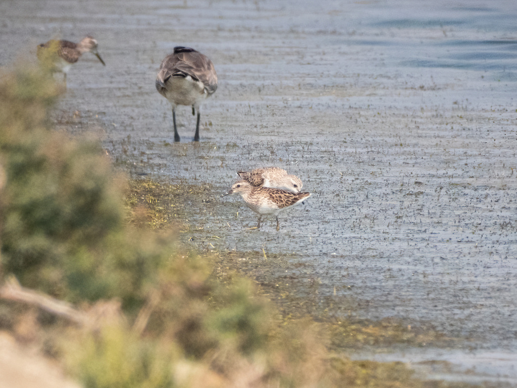 Calidris subminuta (Long-toed Stint), California species