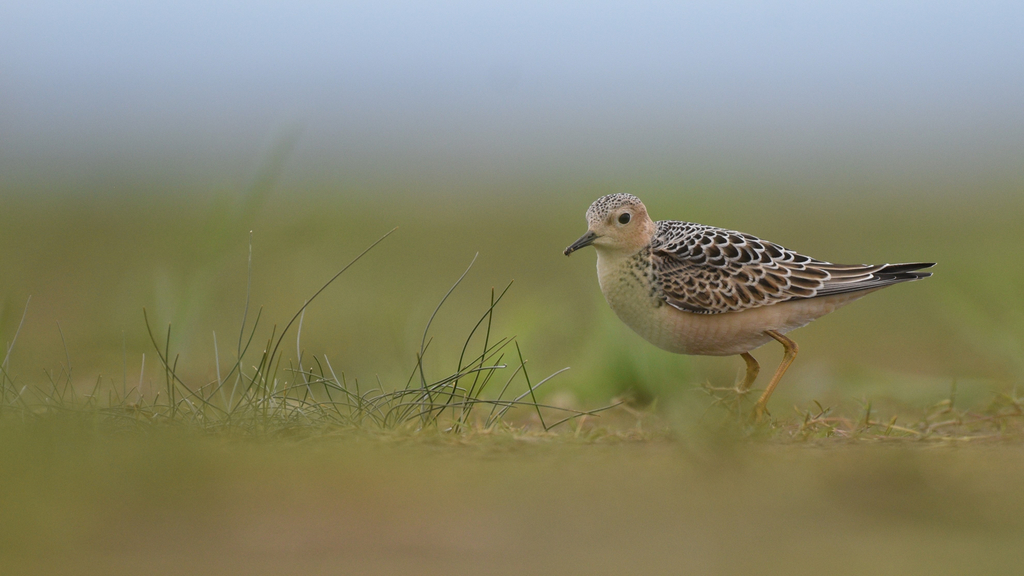 Calidris subruficollis (Buff-breasted Sandpiper), California species
