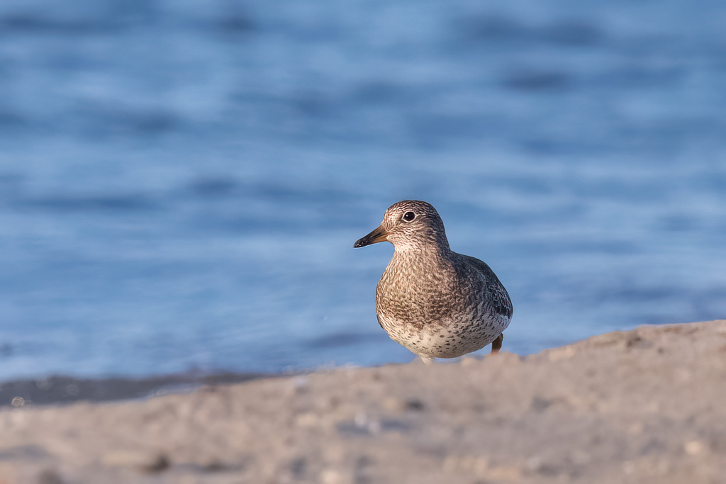 Calidris virgata (Surfbird), California species