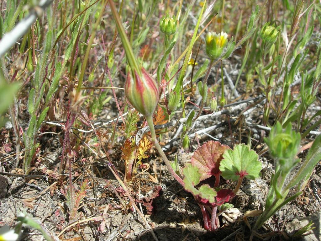 California macrophylla (Round-leaved filaree), native California annual