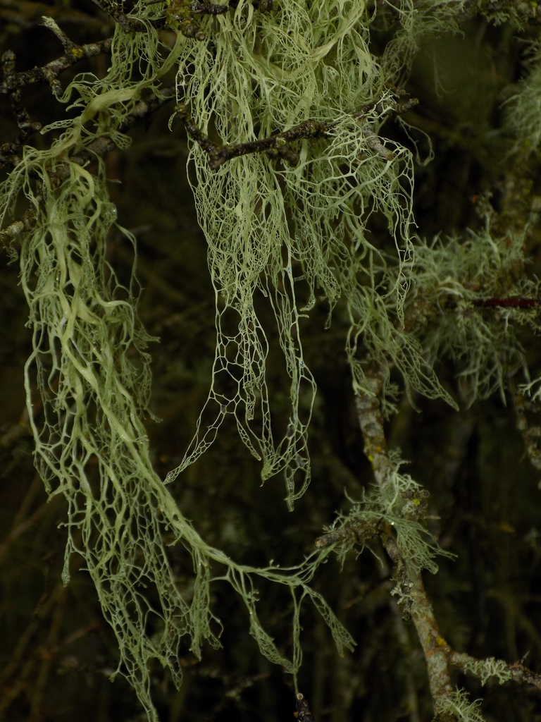 California sp. (California filaree), native California perennial