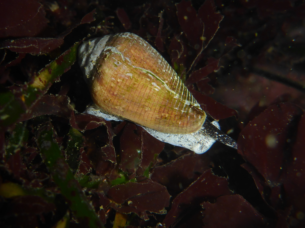Californiconus californicus (California Cone), California species