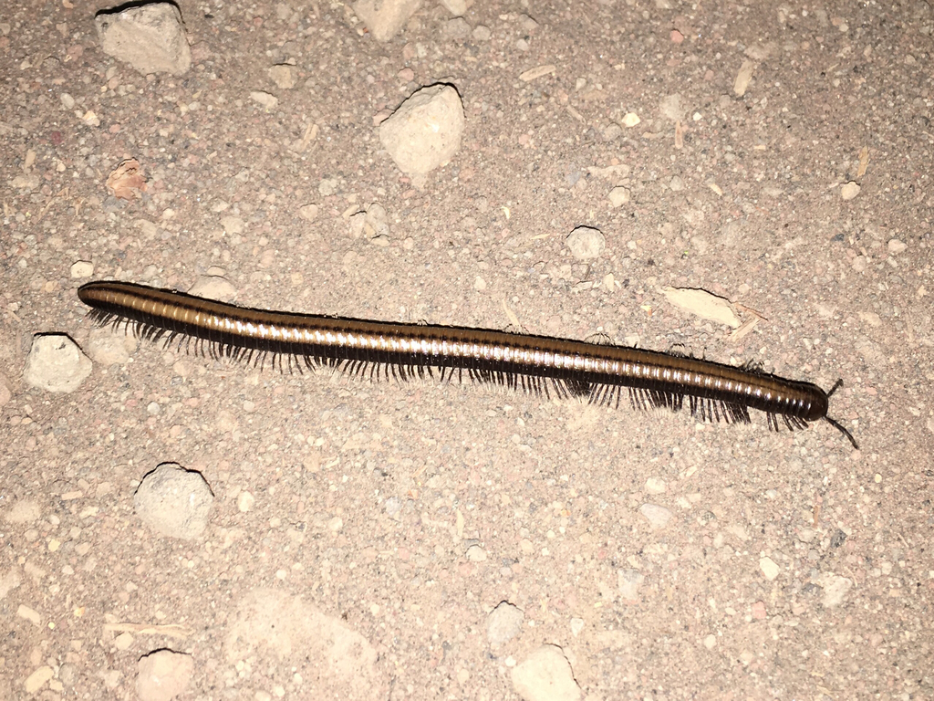 Californiulus yosemitensis (Yosemite Millipede), California species