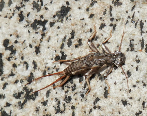 Calineuria californica (Western Stonefly), California species