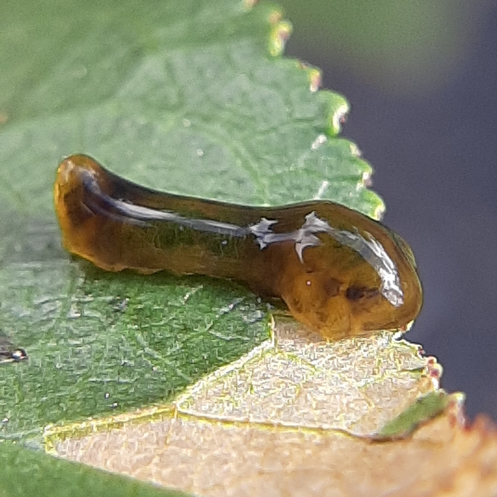 Caliroa cerasi (Cherry Slug Sawfly), California species
