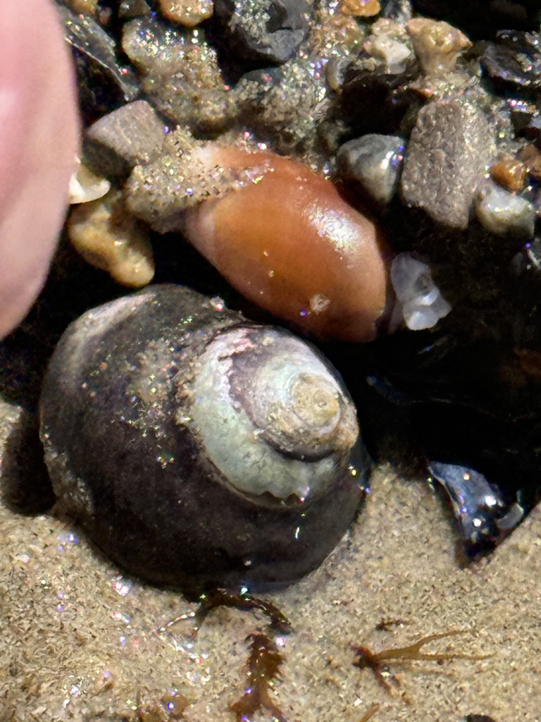 Callianax biplicata (Purple Olive Snail), California species