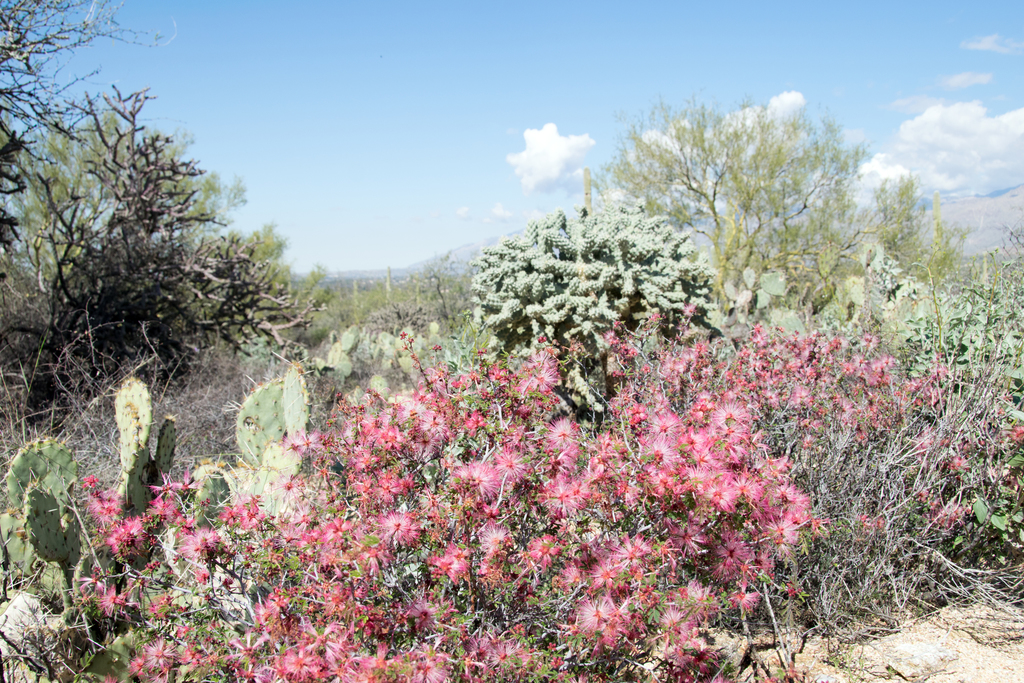 Calliandra eriophylla (Pink fairy-duster), native California shrub
