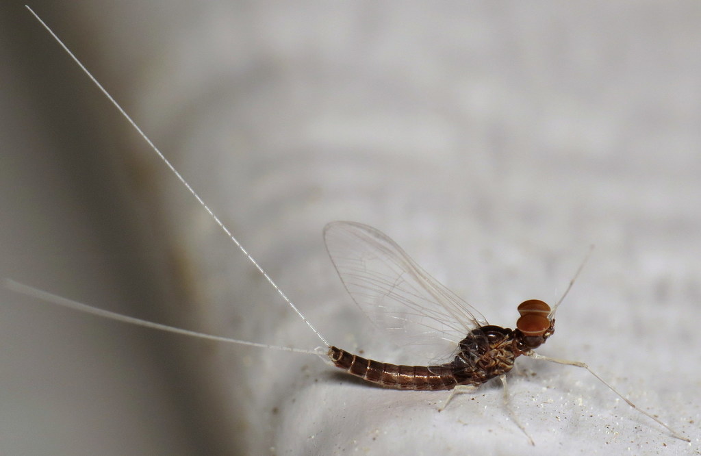 Callibaetis ferrugineus (Red Speckled Dun), California species