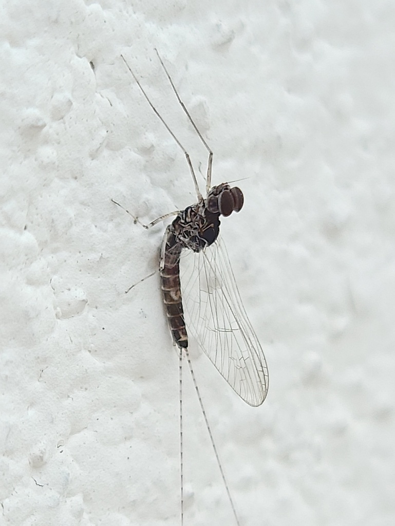 Callibaetis pictus (Speckled Dun), California species