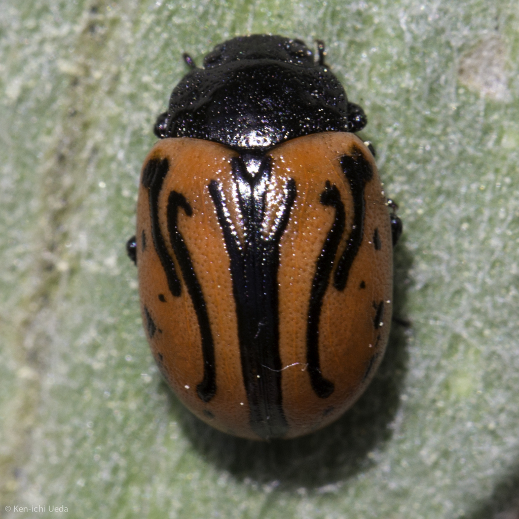 Calligrapha sigmoidea, California species
