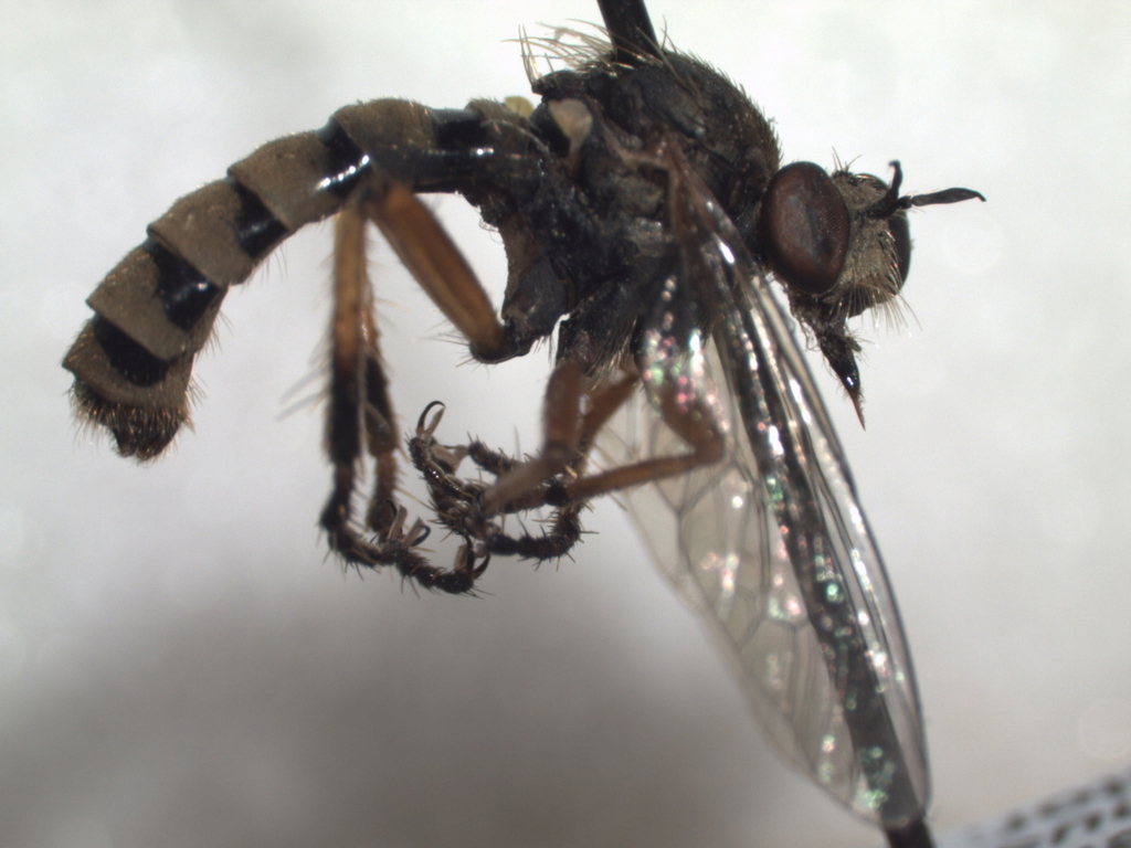 Callinicus pictitarsis, California species