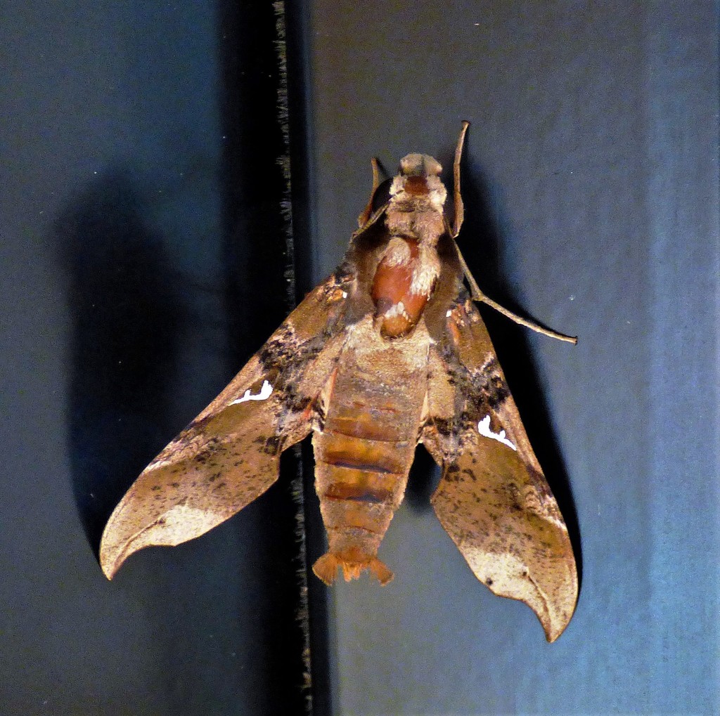 Callionima parce (Parce sphinx), California species