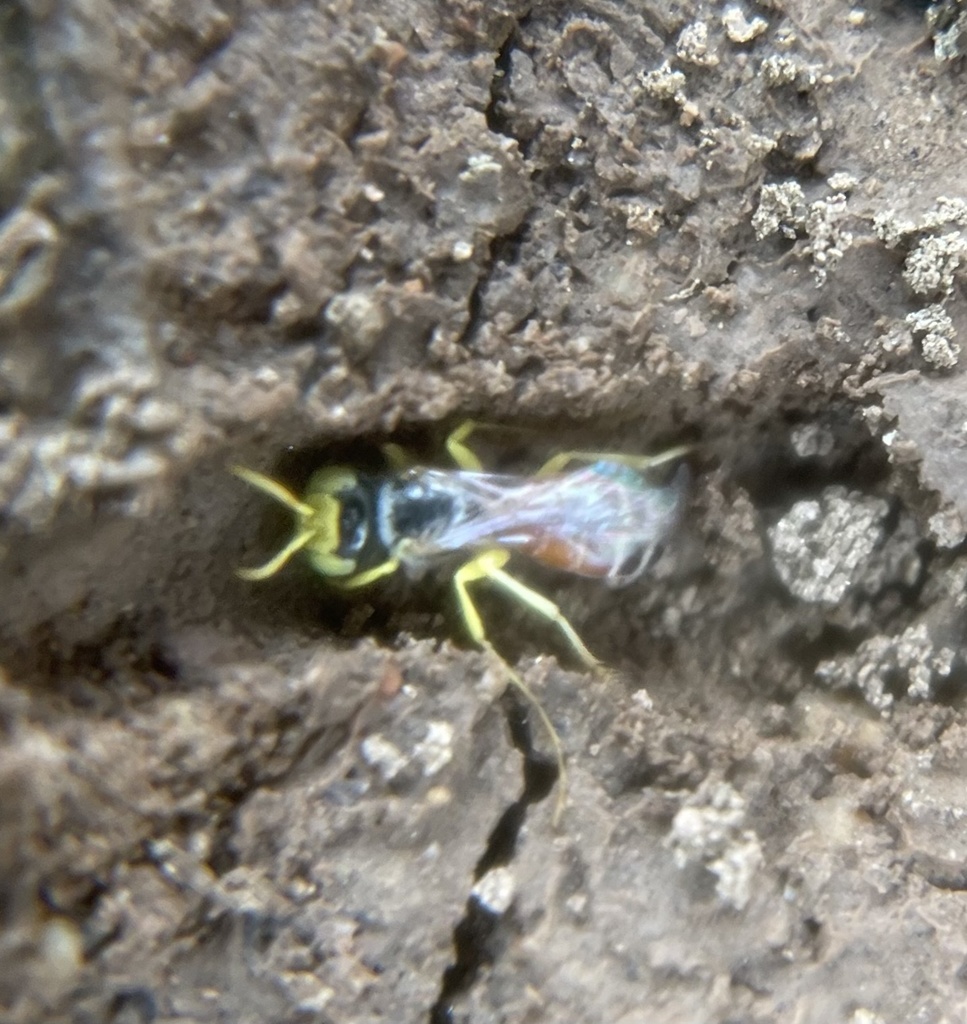 Calliopsis barri (Mining bees), California species