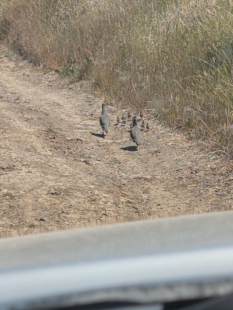 Callipepla californica catalinensis (Catalina California Quail), California species