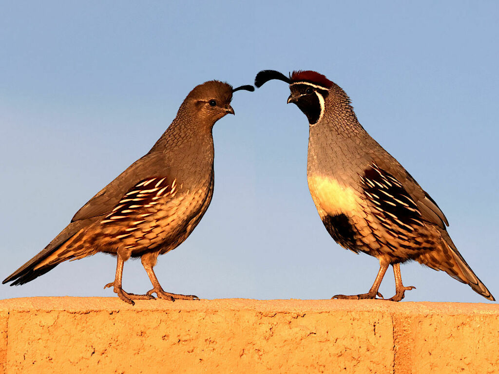 Callipepla gambelii (Gambel's Quail), California species