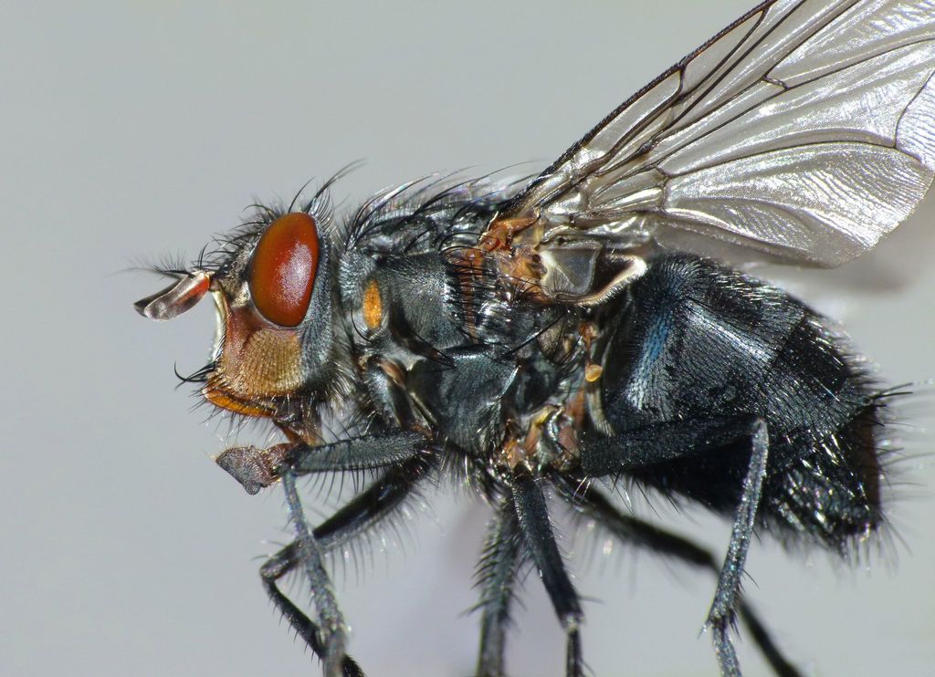 Calliphora vicina (Blue Blowfly), California species