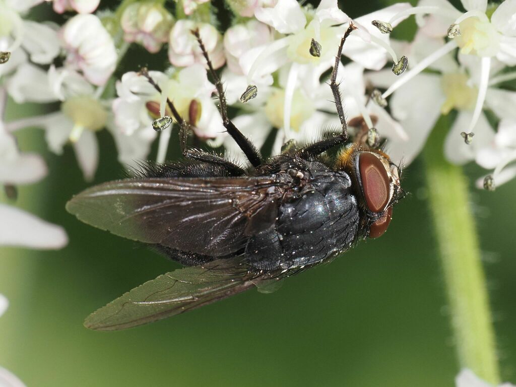 Calliphora vomitoria (Orange-bearded Bluebottle Fly), California species