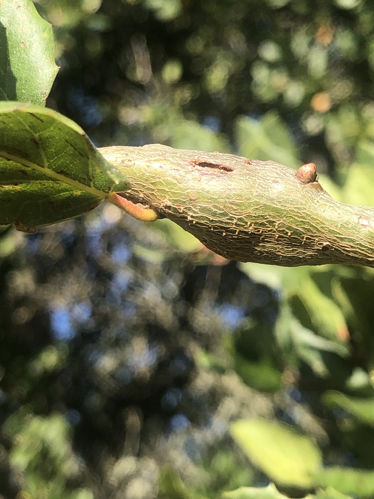 Callirhytis perdens (Ruptured Twig Gall Wasp), California species