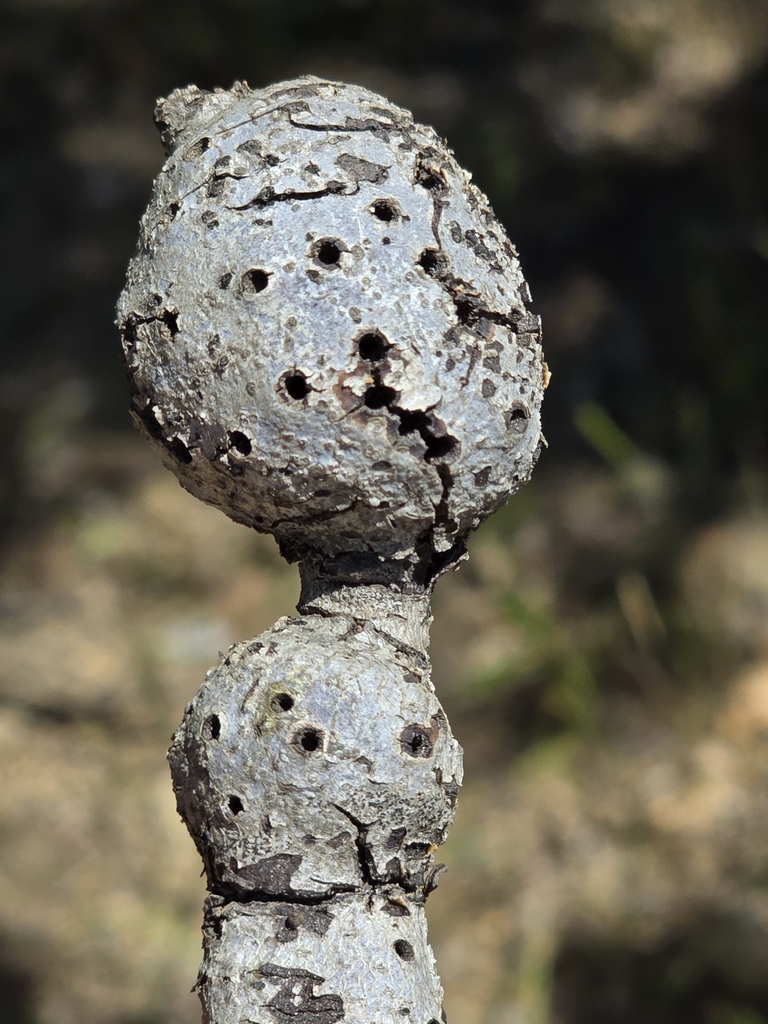 Callirhytis quercussuttoni (Gouty Stem Gall Wasp), California species