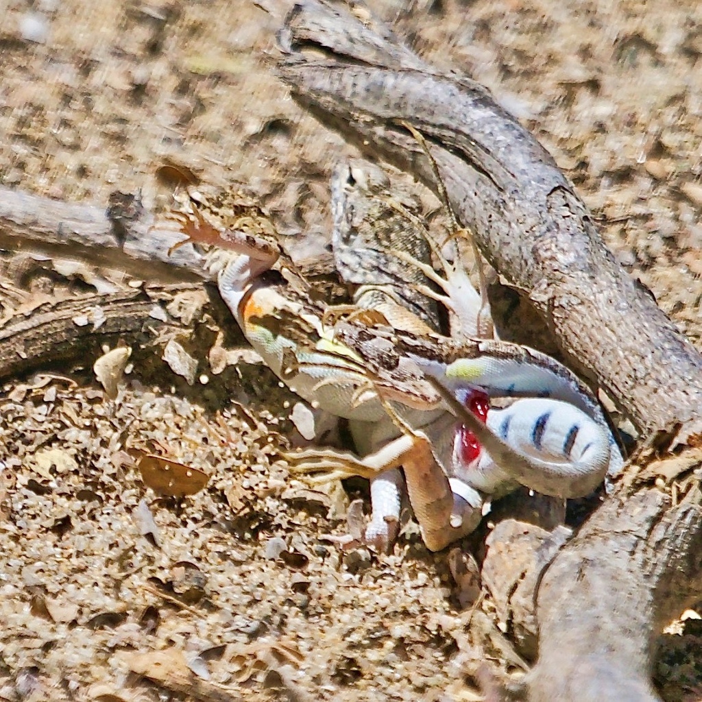 Callisaurus draconoides (Zebra-Tailed Lizard), California species