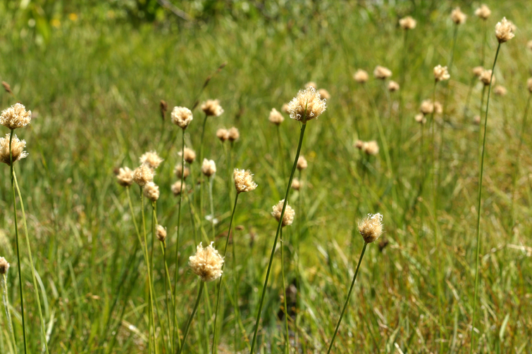 Calliscirpus brachythrix, native California grass