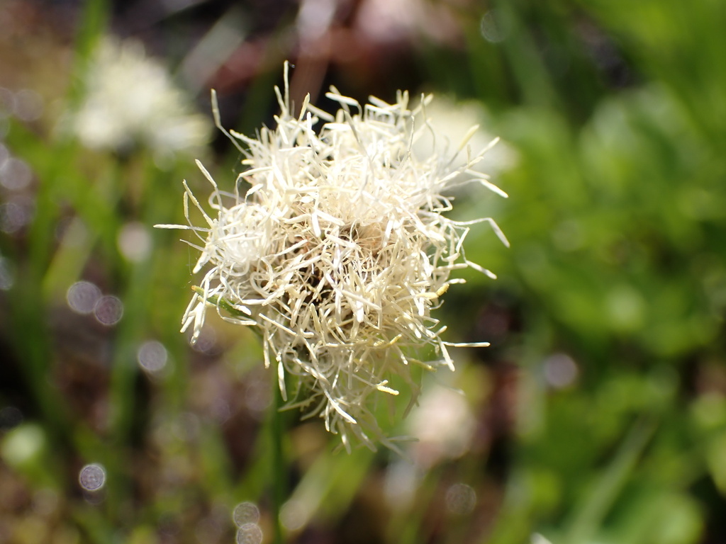 Calliscirpus criniger, native California grass