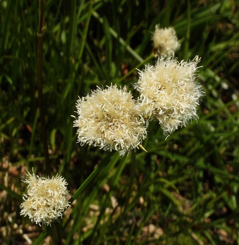 Calliscirpus sp. (Cotton grass), non-native California perennial