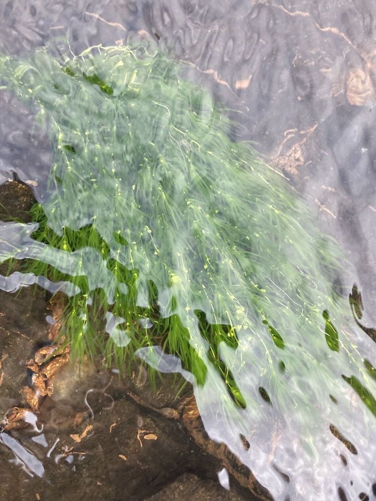 Callitriche fassettii (Fassett's water starwort), native California herb
